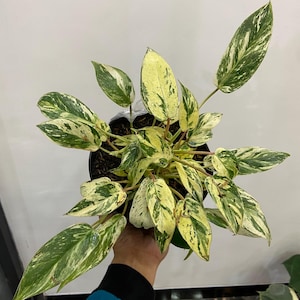 Può includere: Una pianta di Philodendron in vaso con foglie variegate caratterizzate da un mix di motivi color crema, giallo e verde scuro. Il fogliame è lanceolato e appuntito, cresce da uno stelo centrale in un contenitore di plastica nero con terriccio.