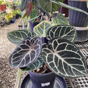 May include: An Anthurium crystallinum plant in a black plastic pot with a small white label. The plant features dark green, heart-shaped leaves with prominent, thick, white veins and a subtle pinkish tint at the base of the leaf stems.