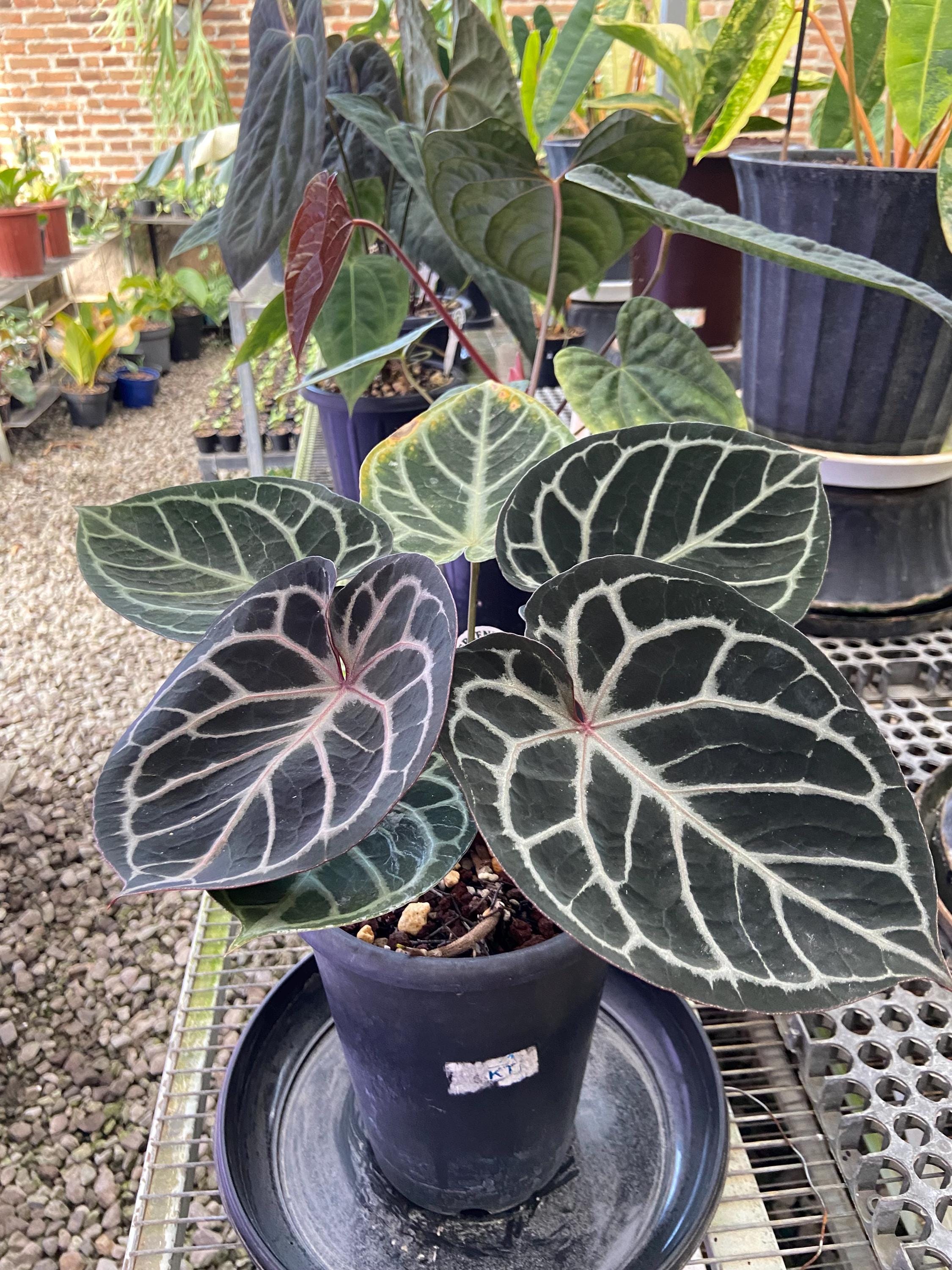 Anthurium Red Tiger - Etsy