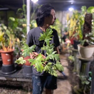 以下が含まれることがあります： 大きな緑色の葉と黄色の斑入りの鉢植えの植物を持っている人。植物は茶色の鉢に入っています。背景には、温室環境にある他の鉢植えの植物が写っています。