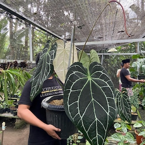 Anthurium Crystallinum Black - Etsy