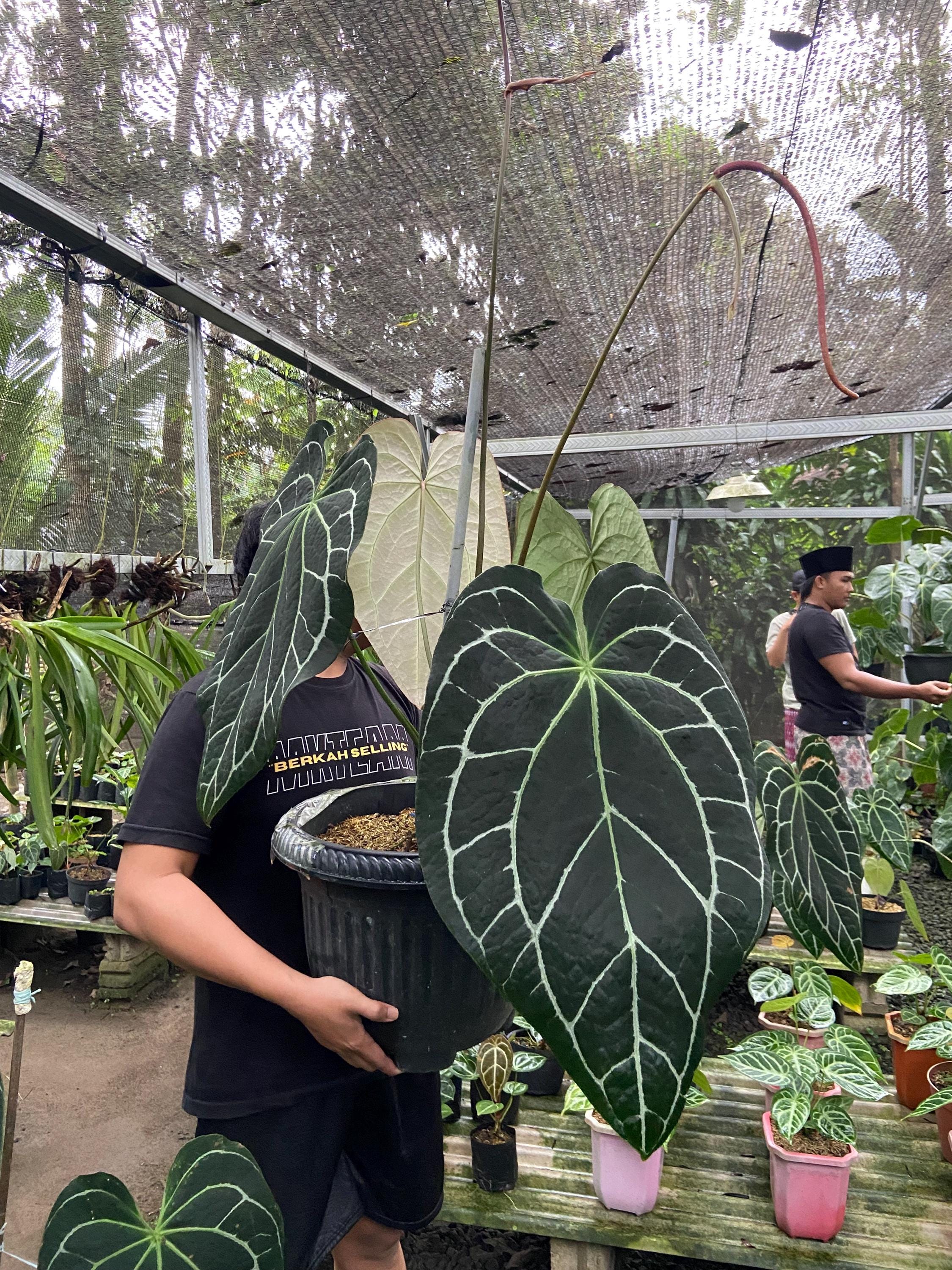 Anthurium Crystallinum Black - Etsy