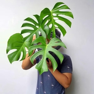 Monstera Brazil - Etsy