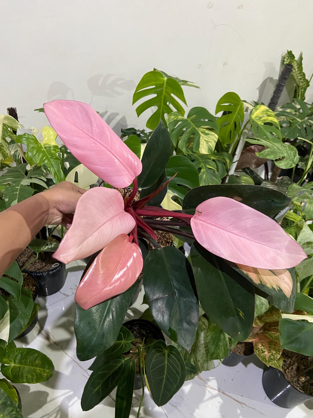 Philodendron Pink Congo Variegated Lush Healthy Beautifull Plant - Etsy