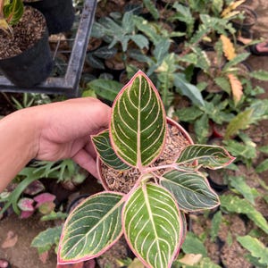 May include: A close-up of a potted Aglaonema plant. The plant features large, green leaves with white veining and pink edges. The plant is held in a small, brown pot filled with soil, with other plants in the background.
