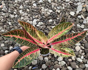 Aglaonema Black Sumatra: Colorful Accent Plant - 4