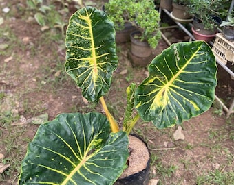Alocasia Golden Variegated Beauty real picture