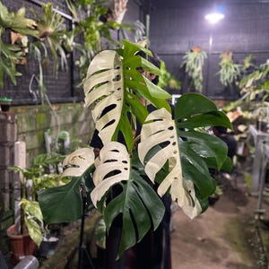 May include: Variegated Monstera plant with large, split leaves. The leaves display a striking contrast of deep green and creamy white sections. The plant is held in front of a blurred background of other plants, suggesting a greenhouse or plant shop setting.