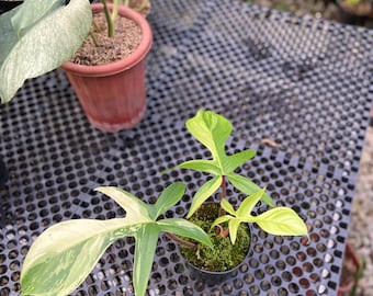 philodendron atabapoense vs billietiae Philodendron atabapoense – Foliage Factory main image 1
