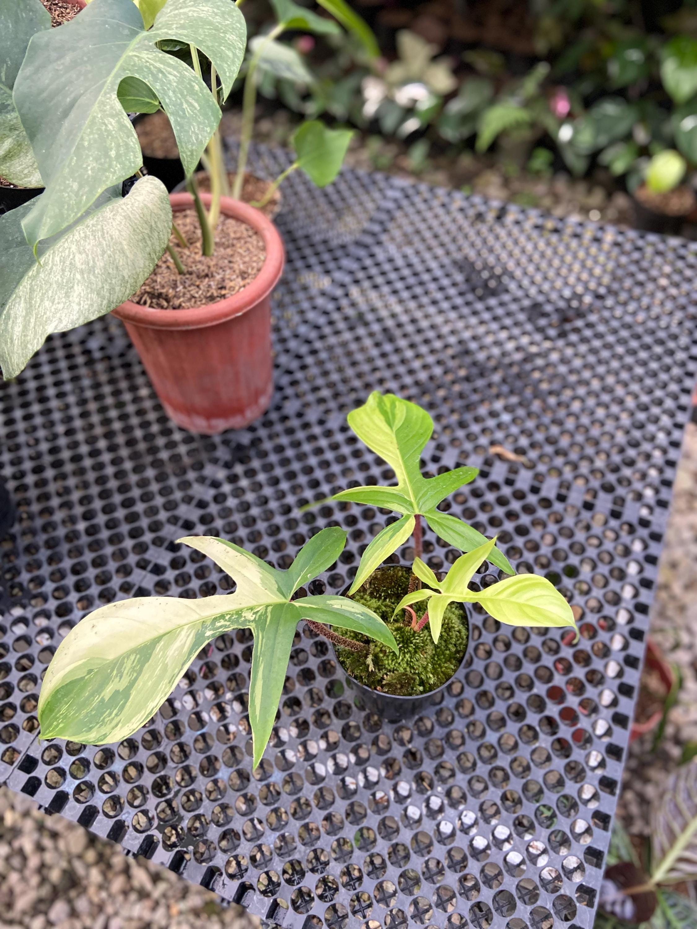 amoena plant Dieffenbachia Cheetah Spotted Indoor Foliage