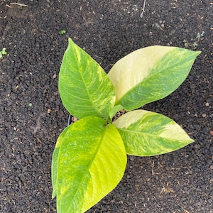 Anthurium Jenmanii Variegated - Etsy