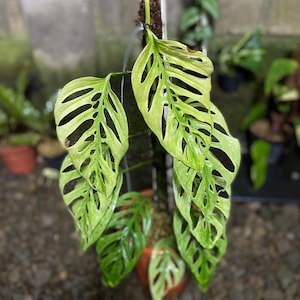 philodendron angela Thaumatophyllum Angela Variegated (AKA Philodendron Angela) – TerraFlora  Global main image 0