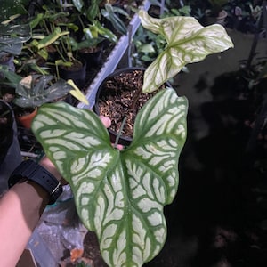 May include: Close-up of a potted plant with large, heart-shaped leaves. The leaves are a vibrant green with a striking white, vein-like pattern. The plant is in a black pot, and other plants are visible in the background.