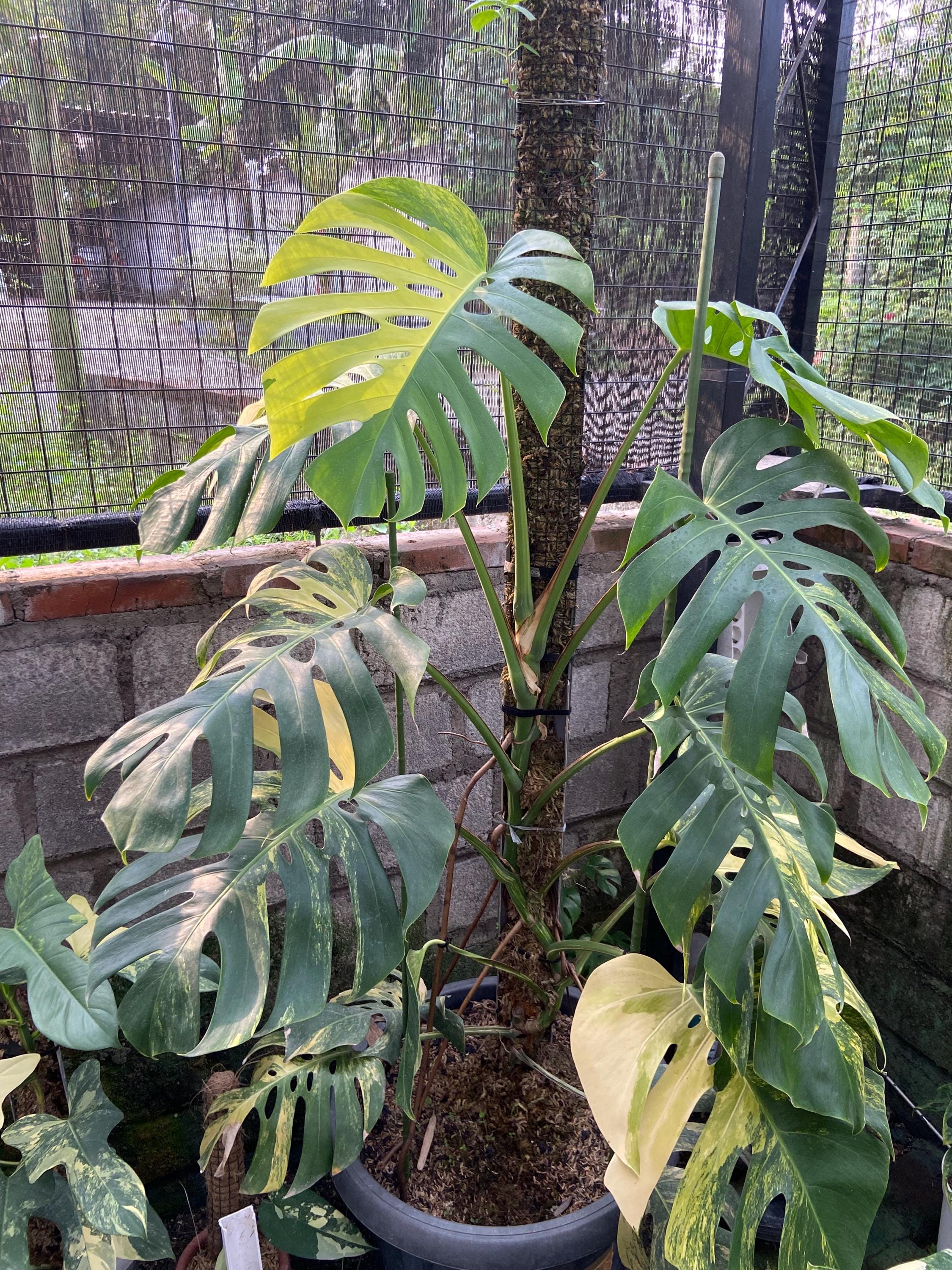 Yellow Marilyn Monstera - Etsy