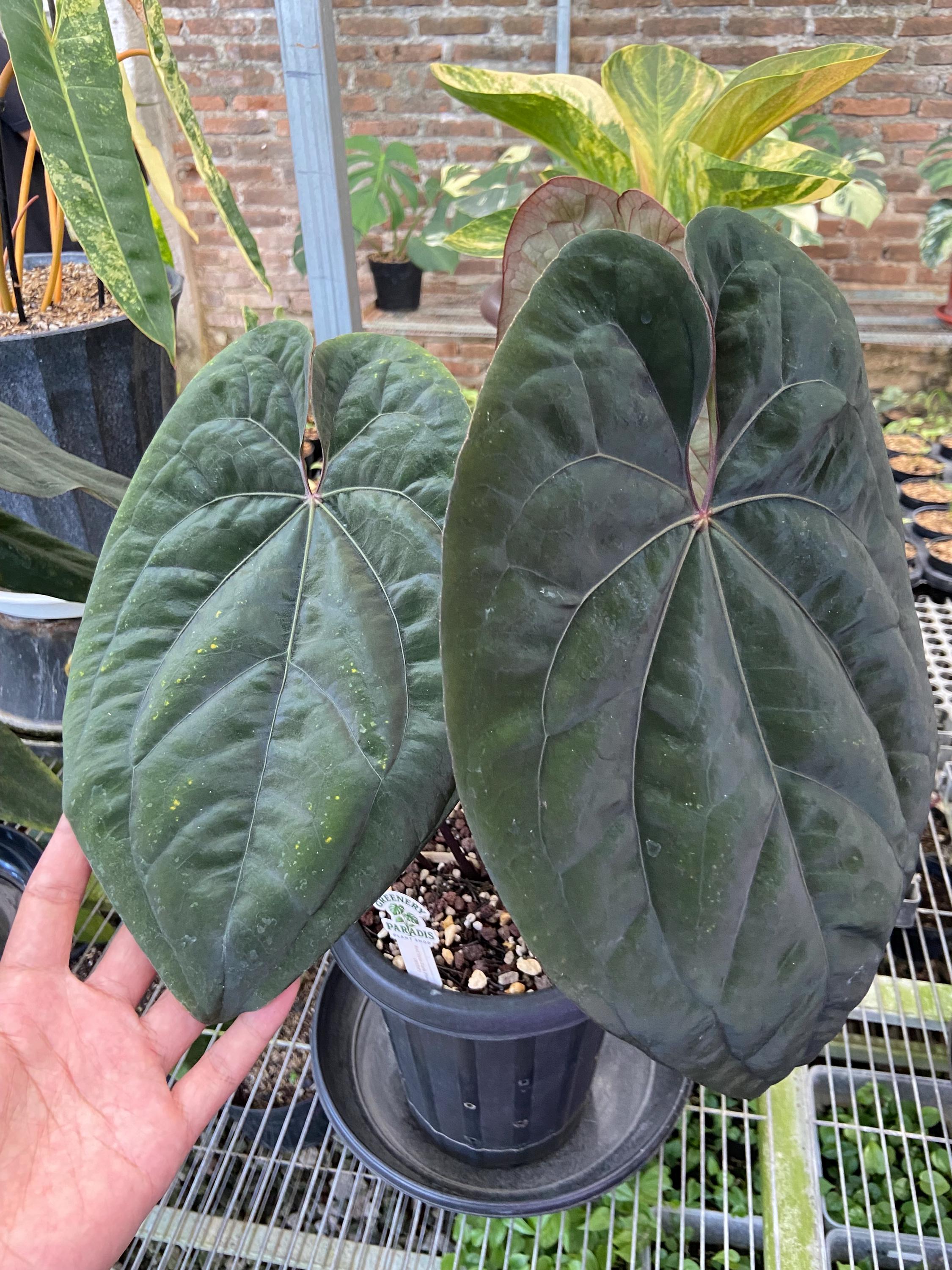 Anthurium dark phoenix - Etsy 日本