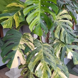 Monstera Aurea Cutting - Etsy