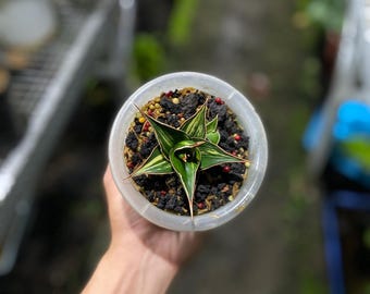 Sansevieria Pingren Variegated, Highly Variegated, Rare Find
