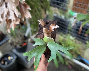 Platycerium Jenny, TC - Etsy