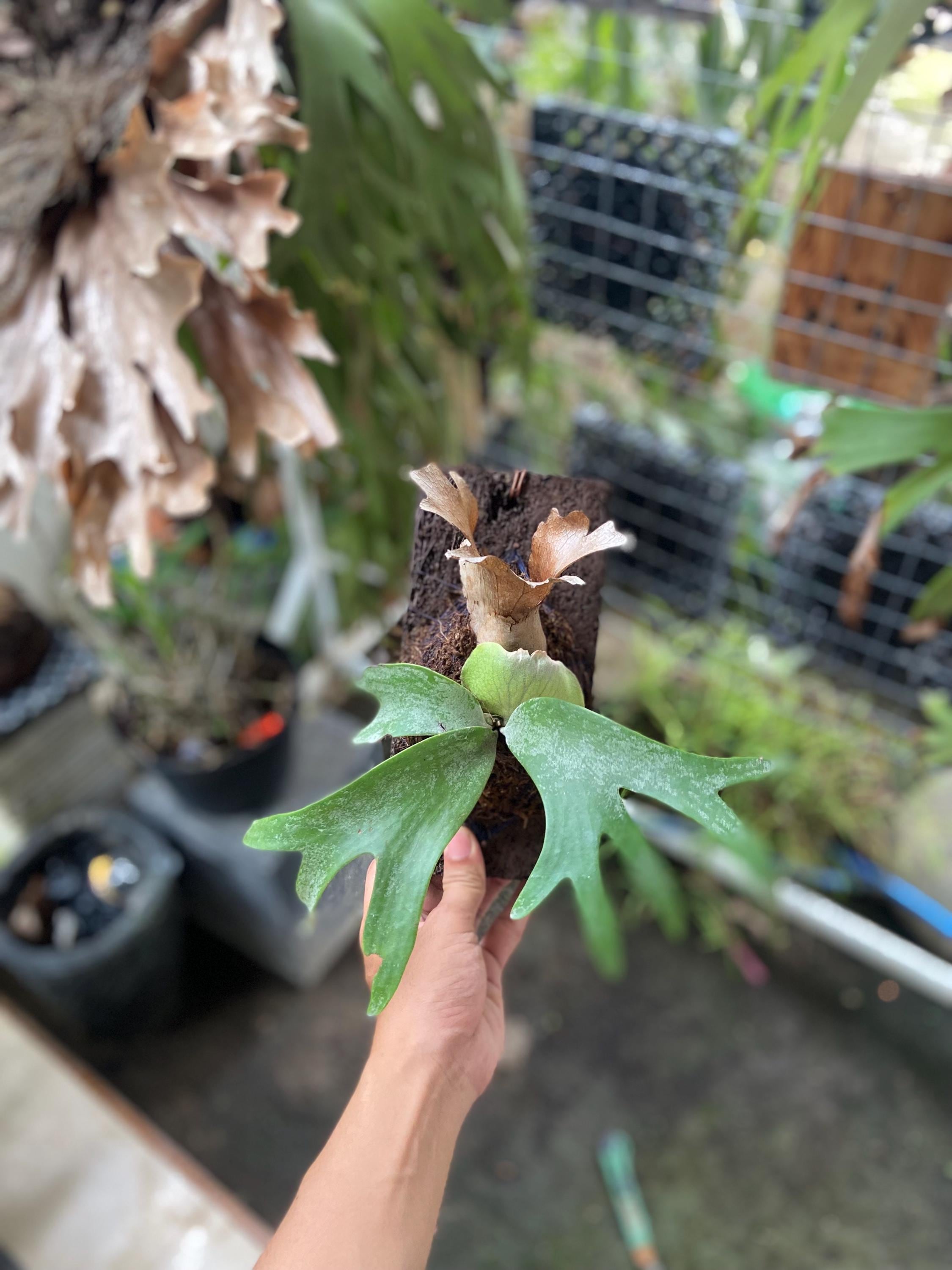 Platycerium Nano - Etsy