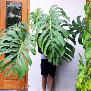 May include: A large, potted Monstera plant with vibrant green, fenestrated leaves. The plant is held by a person wearing black shorts and a purple shirt, standing in front of a wooden door and a white wall. The plant's leaves have a unique, split-leaf design.