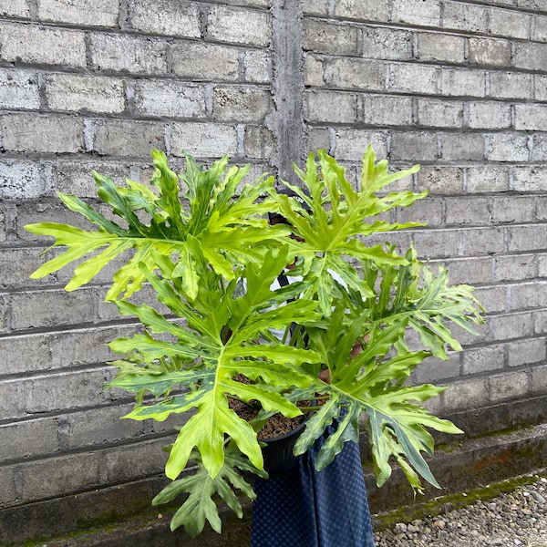 Planta de fuego de dragón Thaumatophyllum, hojas exuberantes y abigarradas, ejemplar sano, imagen real