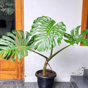 May include: A vibrant green Monstera plant with large, split leaves, potted in a black plastic container. The plant's stem is wrapped with a brown material. The plant is positioned in front of a white wall and a wooden door.