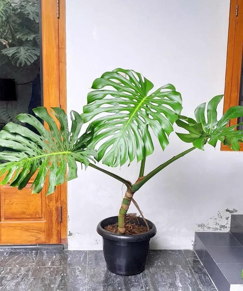 Big Monstera Pots - Etsy