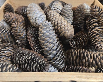 Piñas de abeto de Noruega Cantidad 50