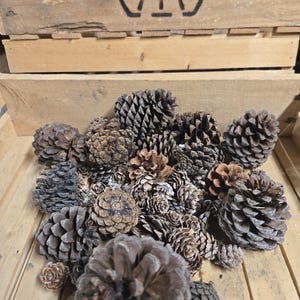 May include: A collection of various sized pine cones in shades of brown and gray, arranged on a wooden surface. The cones vary in shape and texture, with some open and others closed. The background features a wooden crate.