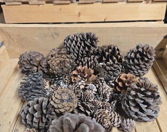 Piñas surtidas (~50 por bolsa)