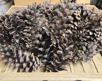 Piñas de pino blanco del este Cantidad 40