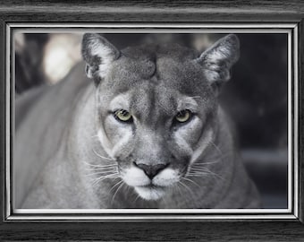 Mountain Lion Photography Print: Minimalist Black and White Cougar Art (Digital Download)
