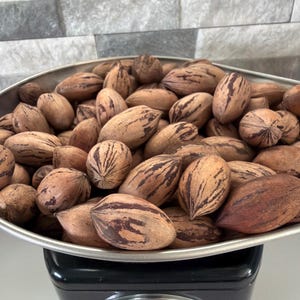 May include: A large metal bowl filled with numerous whole brown pecans with dark brown streaks. The bowl is resting on top of a black kitchen scale with a round analog dial that displays measurements in pounds and ounces for weighing food items.