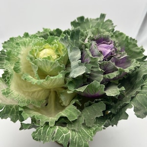 May include: Close-up of a decorative ornamental cabbage. The cabbage features ruffled green leaves with yellow and purple inner leaves. The image is set against a white background.