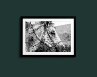 Retrato de caballo en blanco y negro, primer plano de un caballo blanco moteado, impresión fotográfica de bellas artes de animales