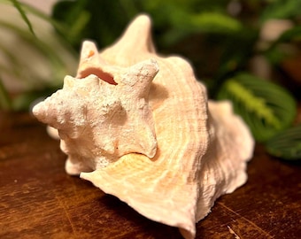 Large Queen Conch Shell