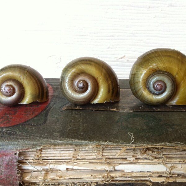 Giant Snail Shells Natural History Set of 3