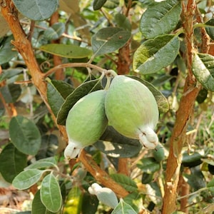 May include: Two oval-shaped feijoa fruits with light green, textured skin hanging from a branch. The fruits feature small, pale, dried floral remnants at the base. They are surrounded by dark green, elliptical leaves and reddish-brown bark.