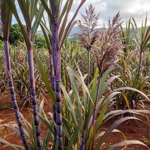 May include: A field of tall sugarcane plants featuring deep purple, segmented stalks and long, slender, dark green leaves. Several plants display feathery, plume-like purple flower heads rising above the foliage against a backdrop of hills.