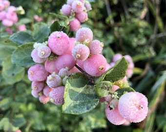 Plante de baies de corail Live Proud Berry® - Symphoricarpos - Pot de 4 po. - Plante colorée d'intérêt automnal