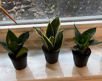 Lot de 3 mini plantes de serpent nid d'oiseau - Sansevieria - Pots de 2" - Plantes d'intérieur faciles à entretenir