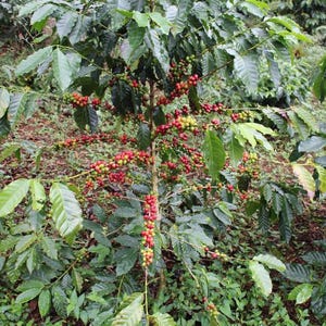May include: A coffee plant with dark green, glossy, oval-shaped leaves and numerous clusters of small, round coffee cherries. The cherries are in various stages of ripening, displaying a mix of vibrant red, yellow, and green colors on branches.