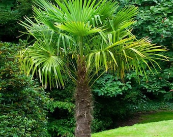 Plante vivante de palmier à vent (Trachycarpus fortunei) - 18+" de haut - récipient n°3 - Palmier ornemental résistant au froid