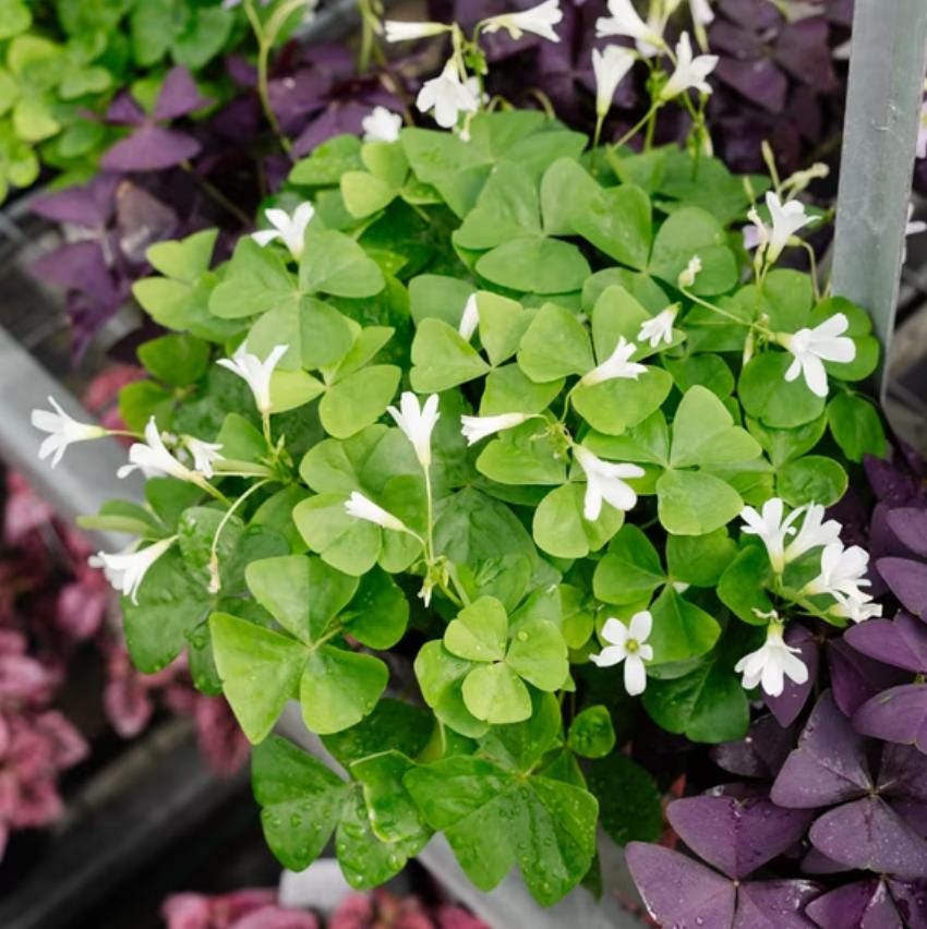 Oxalis Regnelli 'FANNY' Shamrock/Wood Sorrel Bulbs – Easy-Grow Purple Perennial