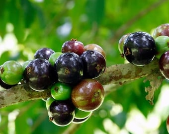 Jabuticaba (Myrciaria cauliflora) – Plante vivante dans un pot de 4 po. – Arbre fruitier
