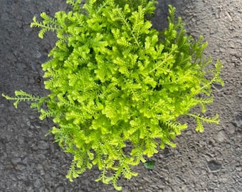 3 plantes Live Club Moss - Selaginella - Pots de 2" - Mini plantes d'intérieur d'intérieur