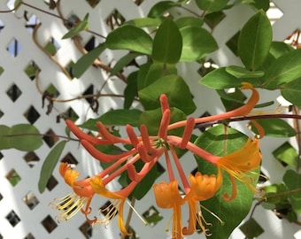 Chèvrefeuille mandarin - Plante vivante dans un pot de 2,5 po. - Vivace parfumée à floraison longue