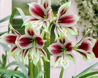 Amaryllis, papillon Papilio – Hippeastrum « Papilio » – 1 gros bulbe – Plante en fleurs