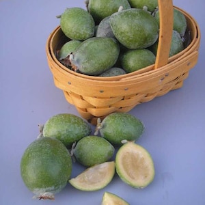 May include: A light brown woven wooden basket filled with numerous oval-shaped green feijoa fruits. Several whole feijoa fruits are scattered in front of the basket, alongside two halved pieces showing a pale, creamy, and translucent interior flesh.