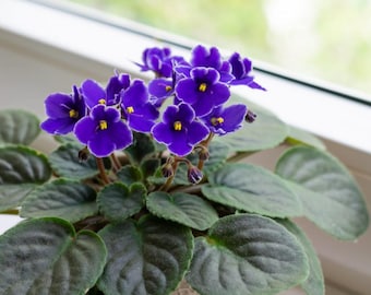 Nouveauté vivante violette africaine - Saintpaulia - Pot de 4" - Plante d'intérieur en fleurs